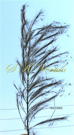  Inflorescence (Panicle)